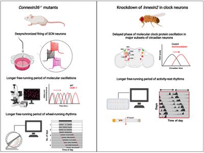 A new player in circadian networks: Role of electrical synapses in regulating functions of the circadian clock